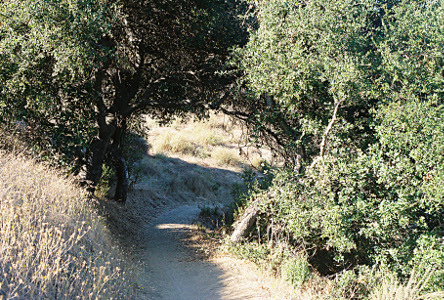 [A wide dirt path heads from the camera under some trees which have formed an arch over the trail from branches from trees on either side meeting overhead. The trail then heads to the right and out of view.]